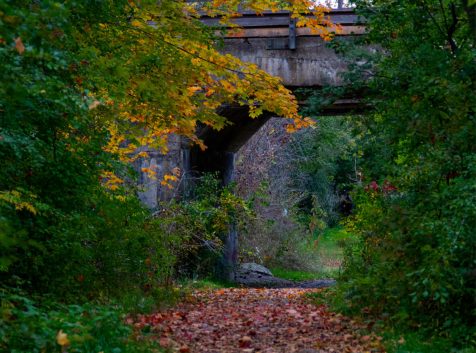 an old bridge over a dirt road surrounded by trees.