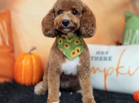 a small brown dog wearing a green bandana.