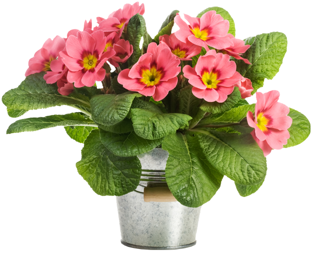 a potted plant with pink flowers and green leaves.
