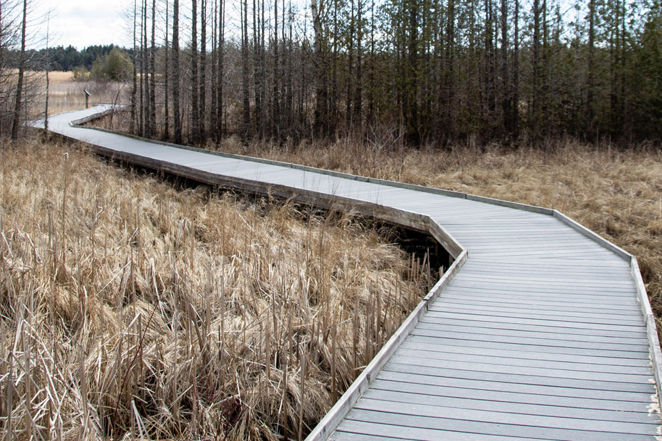 a wooden walkway in a field of tall grass.