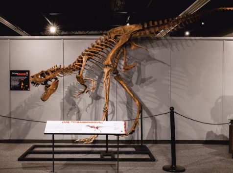a dinosaur skeleton is on display in a museum.