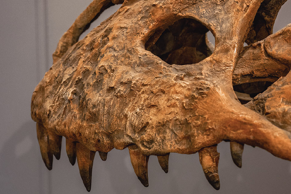 a close up of a skull of a dinosaur.