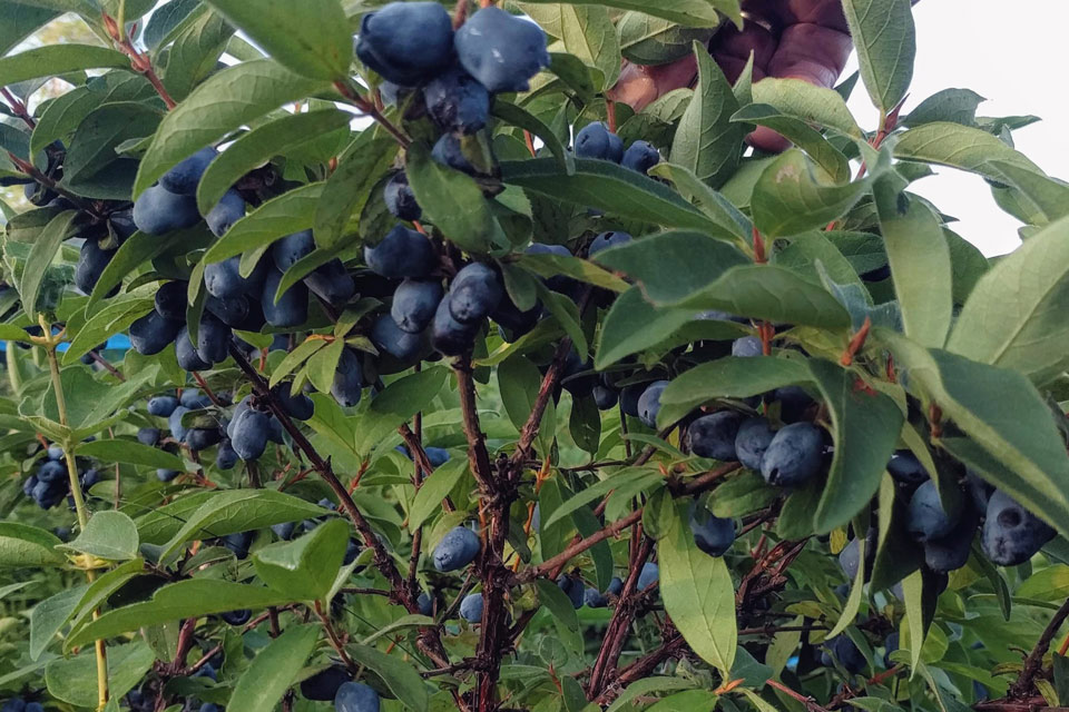 a tree filled with lots of blue berries.