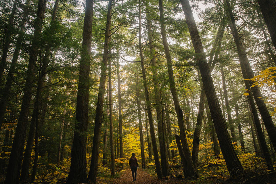 a person walking down a path through a forest.