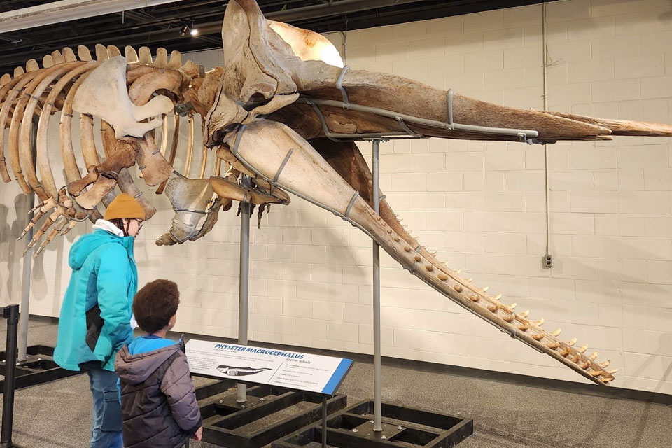 a woman and a child looking at a dinosaur skeleton.