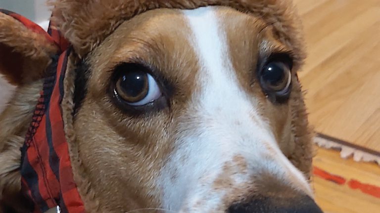 a brown and white dog wearing a hat.