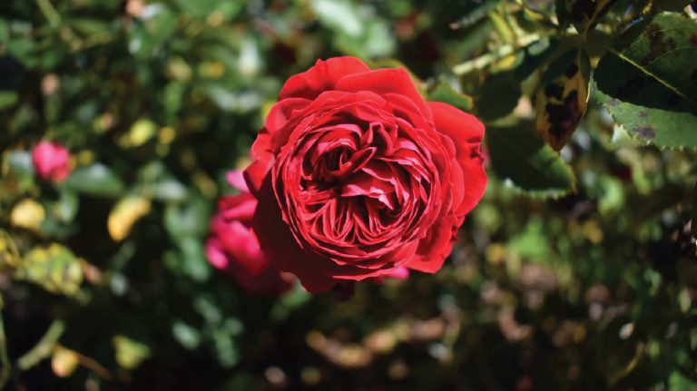a close up of a red rose in a garden.