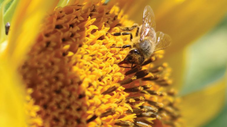 a bee is sitting on a sunflower.