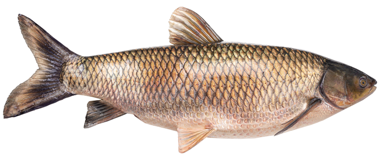 a carp fish on a white background.