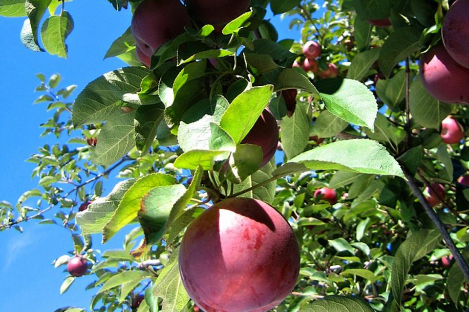 ripe plums hanging from a tree.