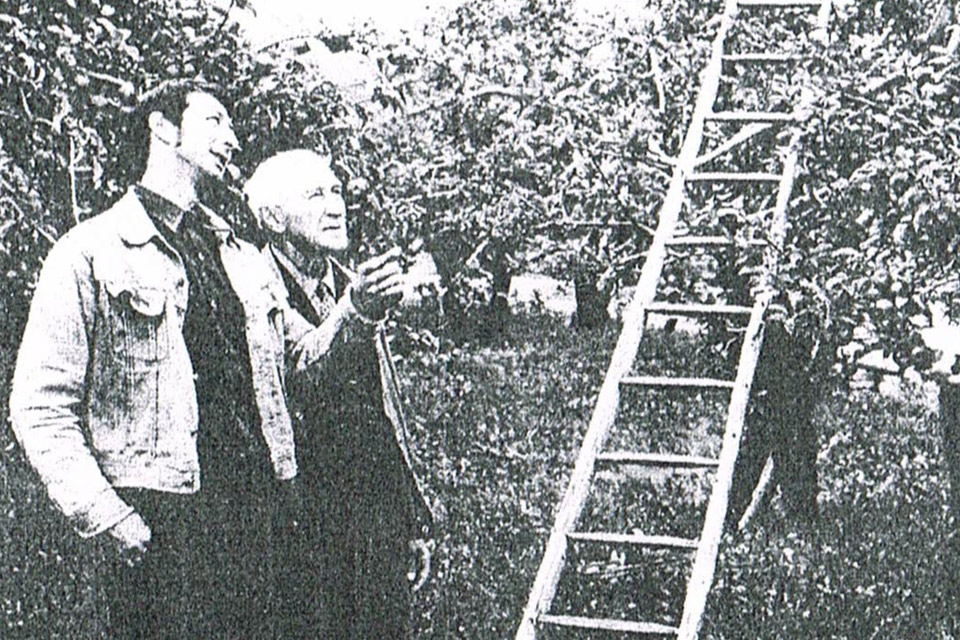 two people standing next to a ladder in an orchard.