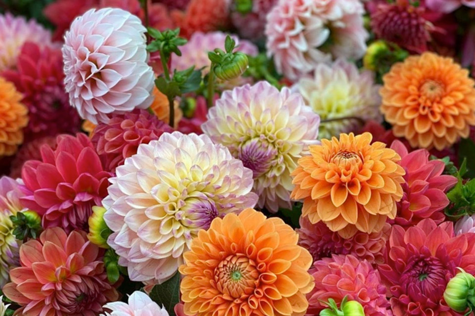 many colorful dahlia flowers in a garden.