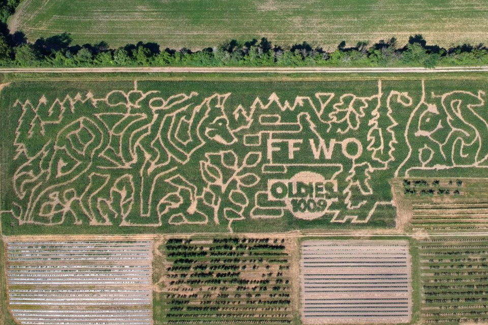 an aerial view of a corn maze in a field.