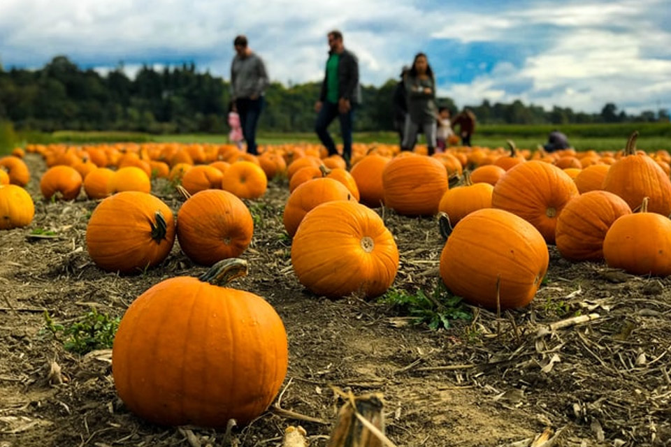 a group of people walking through a field of pumpkins.