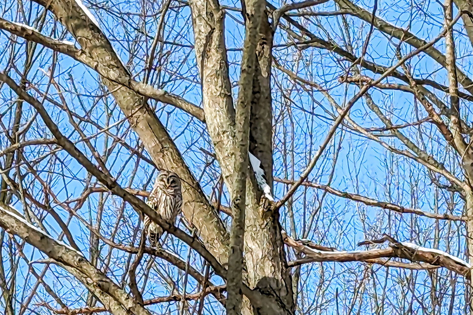 an owl perched in the branches of a tree.