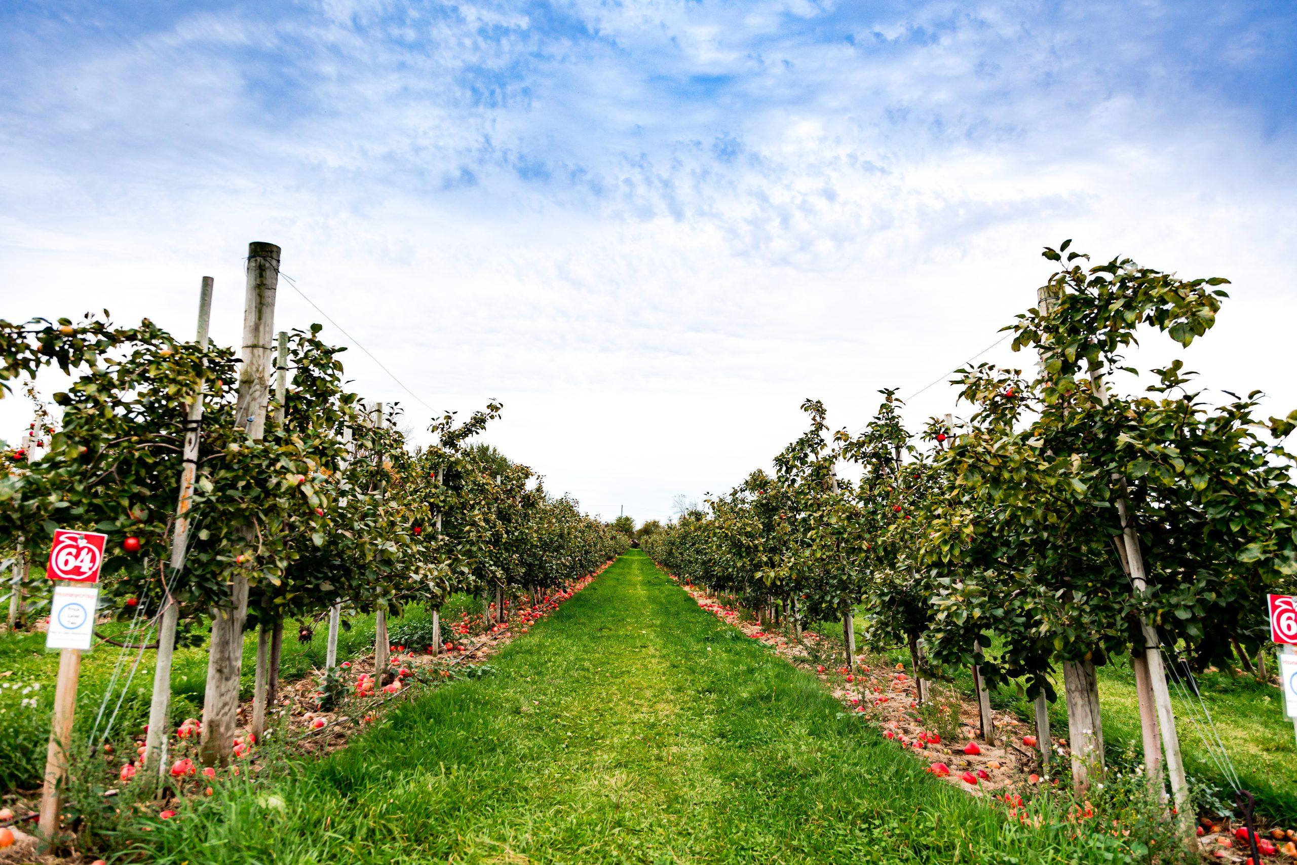 A row of trees in an apple orchard.