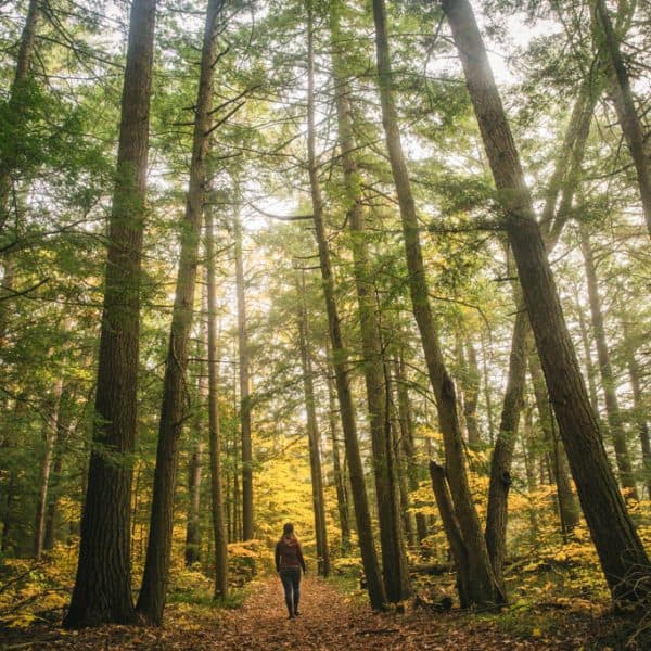 A person walking through a forest in the fall.