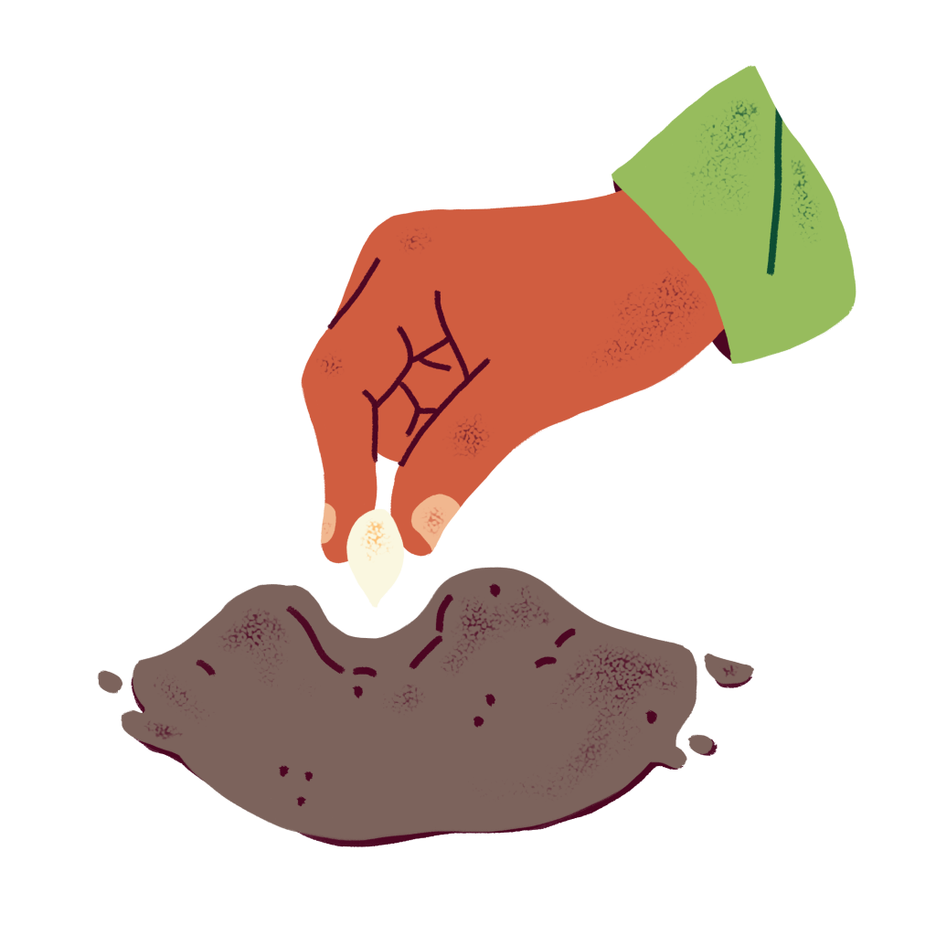 An illustrated image of a hand planting a squash seed in a mound of earth.