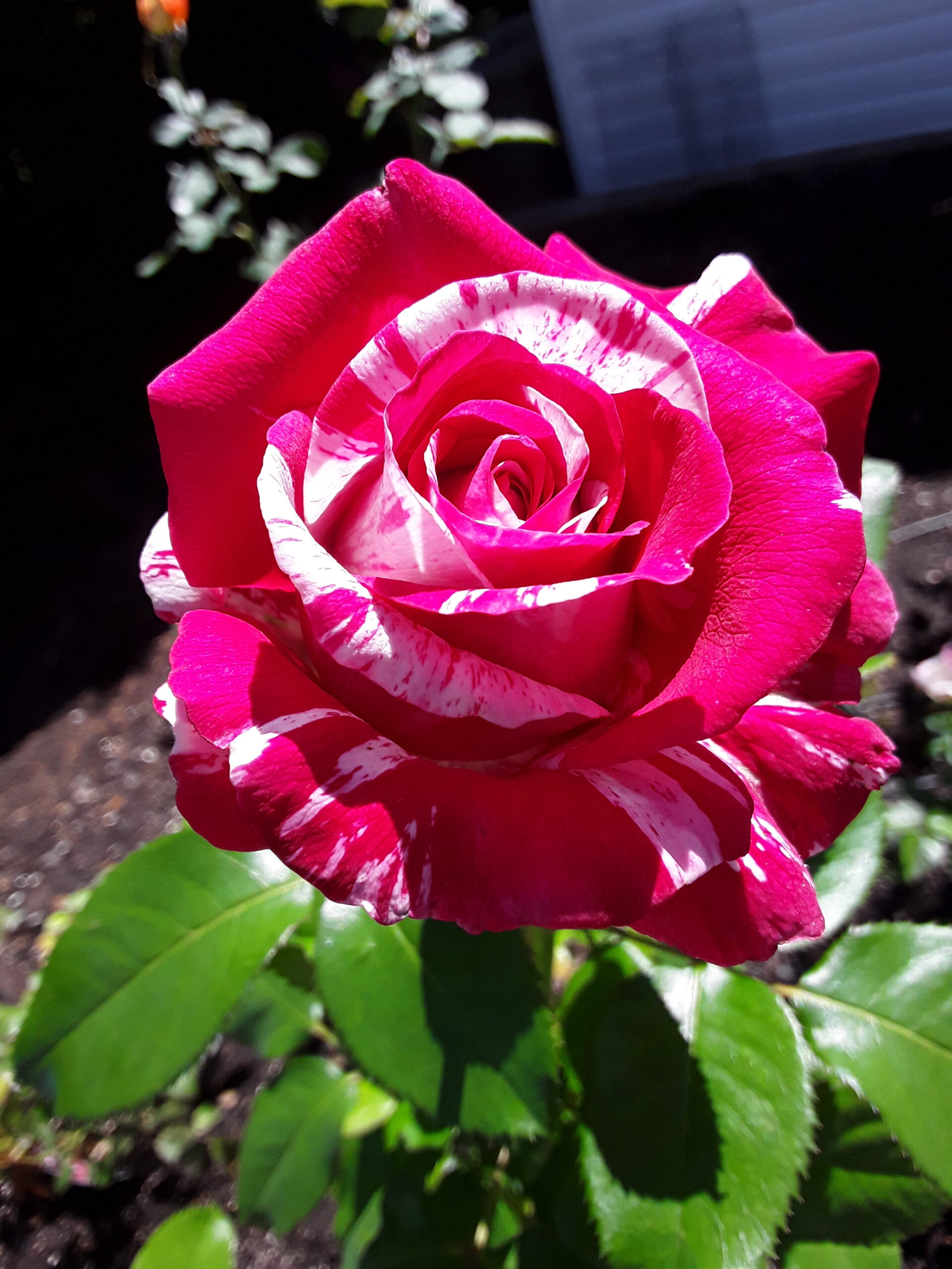 photo of a pink rose flower
