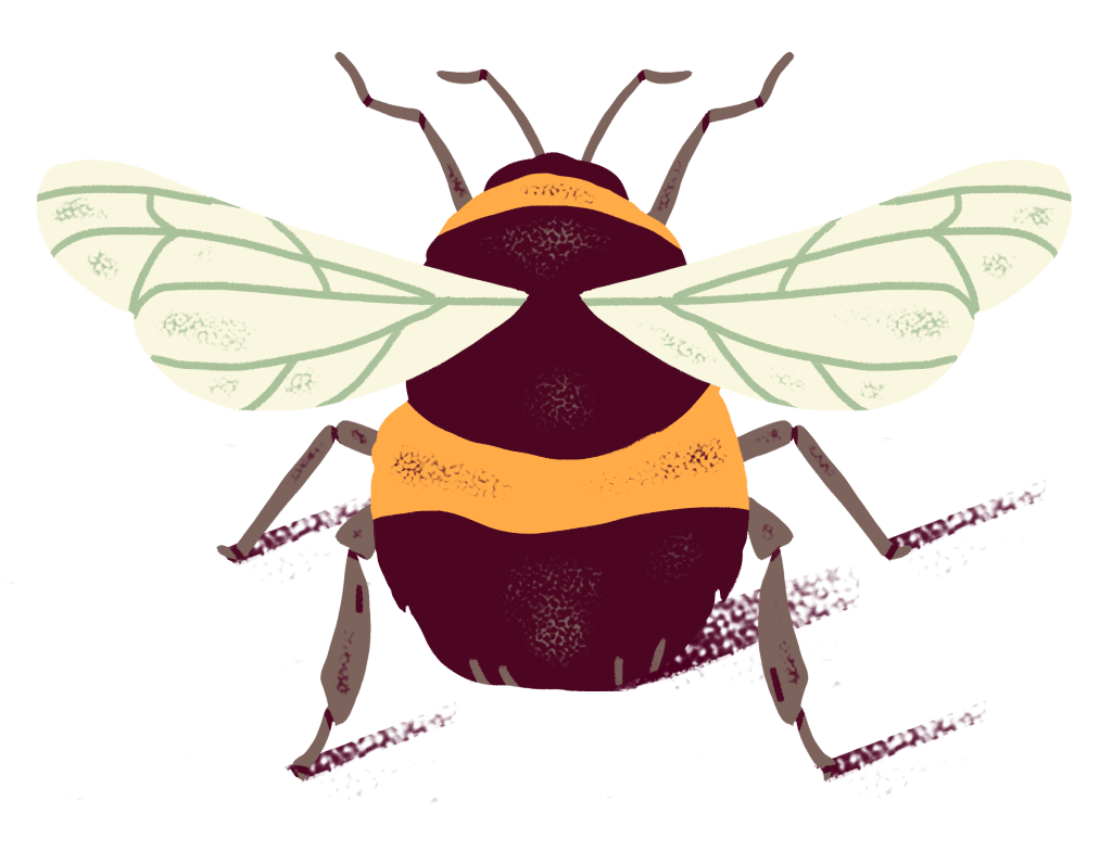 Illustration of a bumblebee