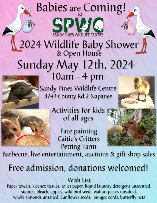 Poster titled "2024 Wildlife Baby Shower" with various images of young animals.