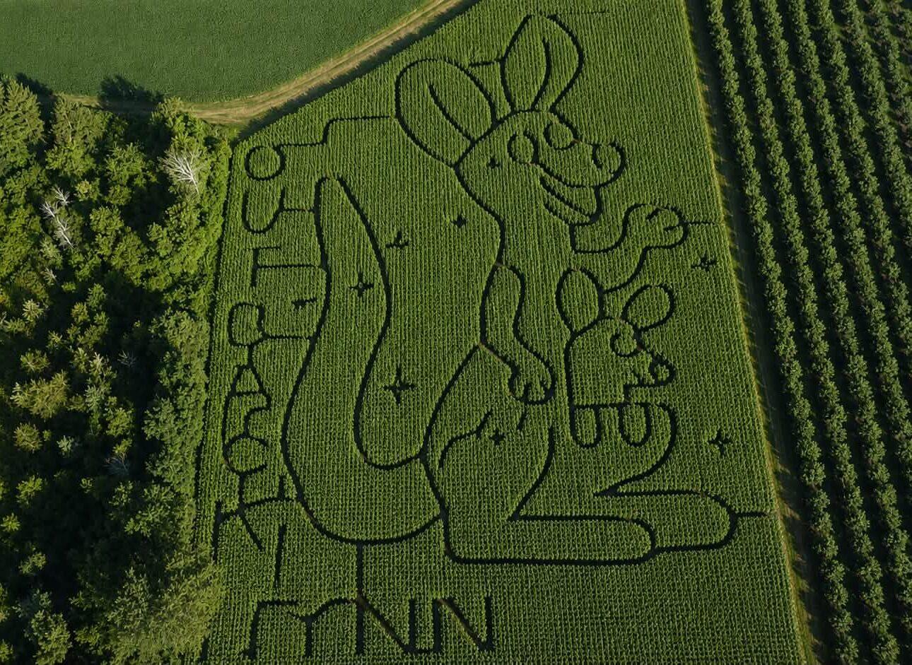 aerial photo of a corn maze with a kangaroo design