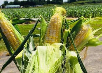 Image of corn on the cob in husks