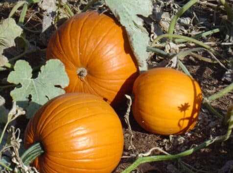 Image of pumpkins growing in a pumpkin patch