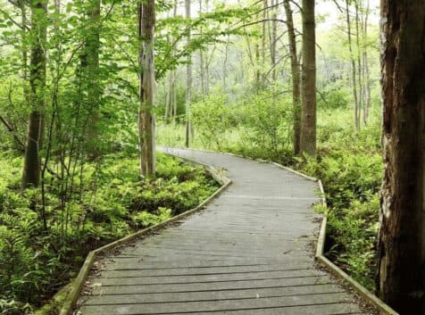 Image of boardwalk in th woods