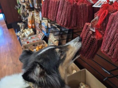Image of a dog grabbing a bag of chew sticks off of a shelf at a pet store