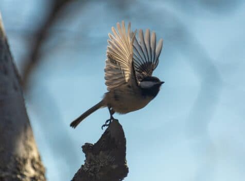 Image of a chickadee taking on in flight