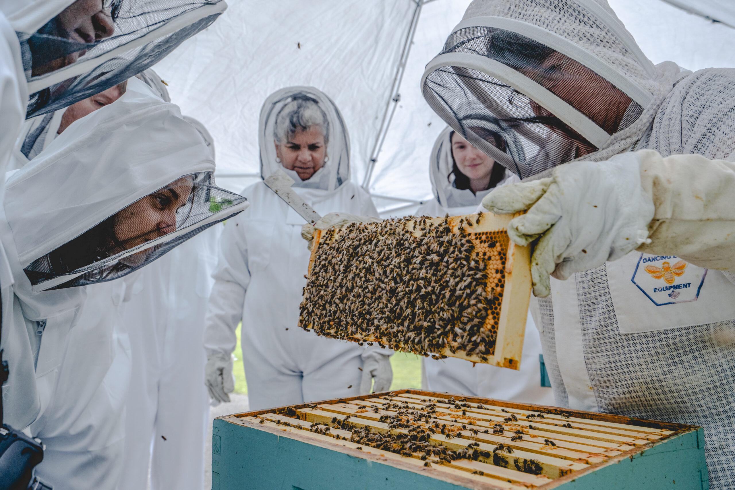Just Bee Cuz Honey Farm - Bee Our Guest, photo by David LeClair