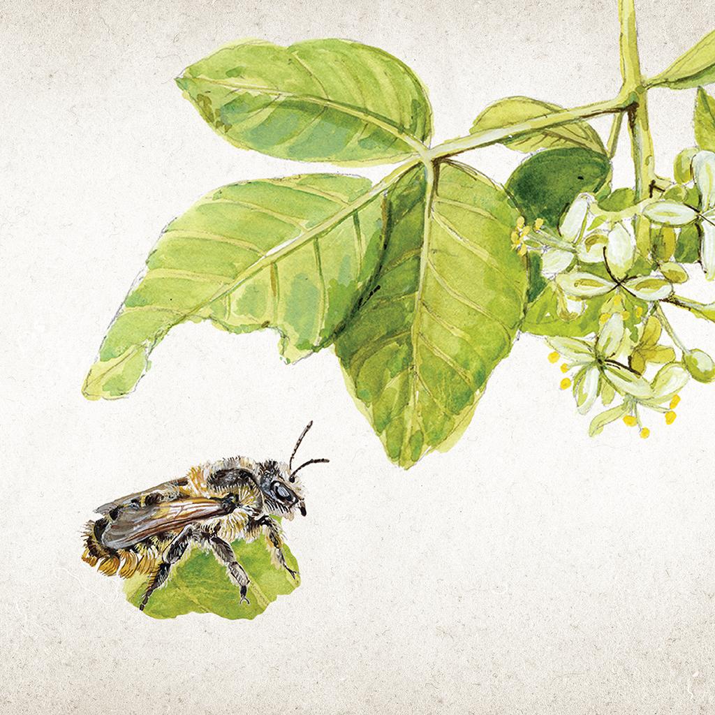 Illustration of a broad-handed leafcutter bee