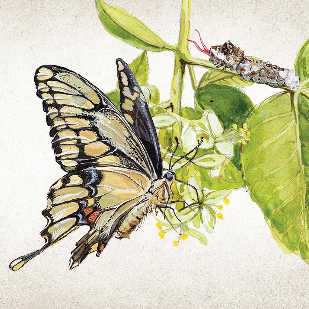 Illustration of a eastern giant swallowtail