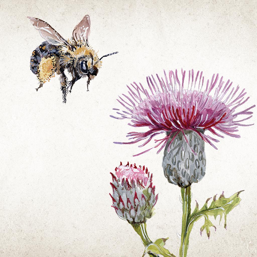 Illustration of a eastern thistle longhorn bee