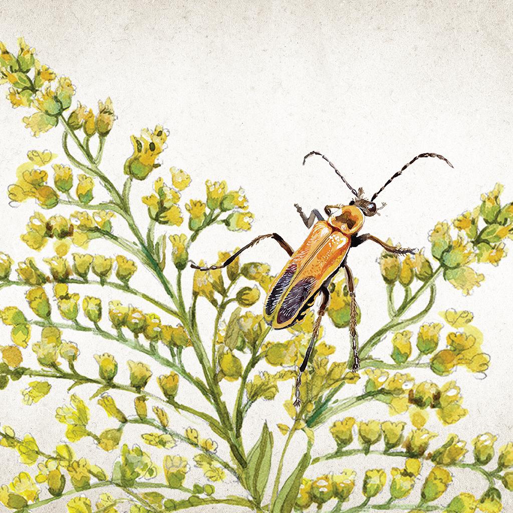 Illustration of a goldenrod soldier beetle