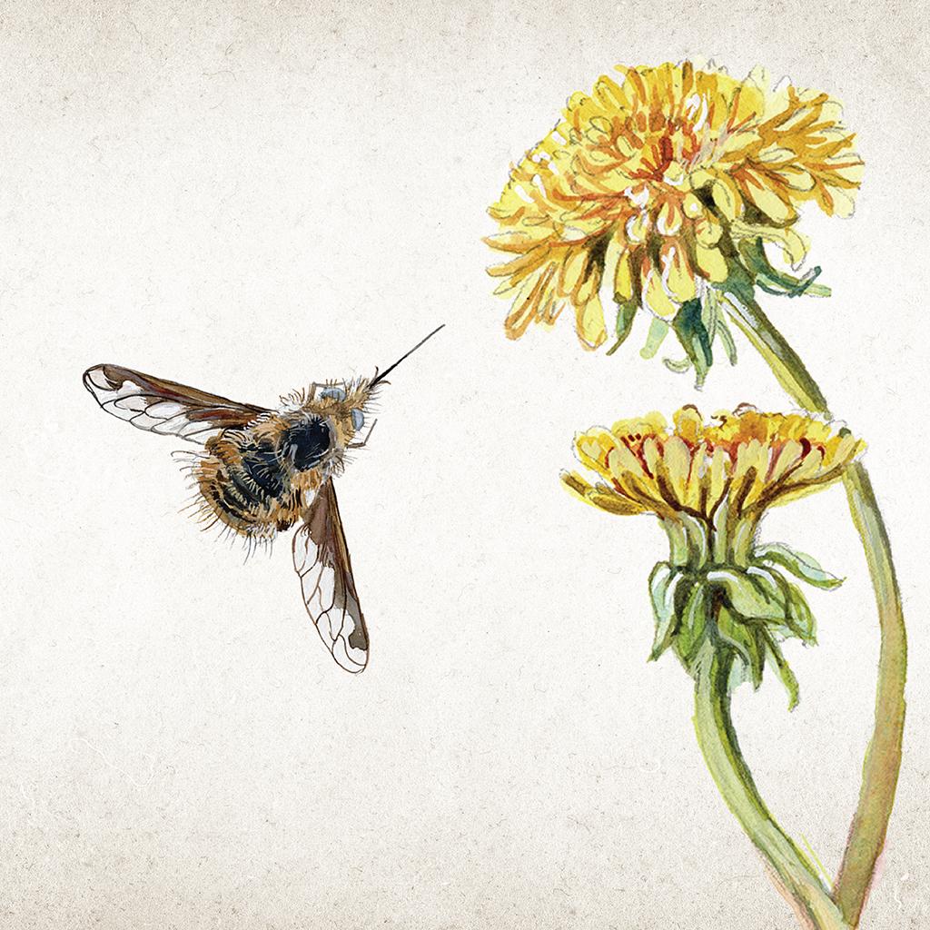 Illustration of a greater fly bee