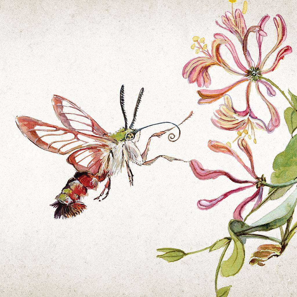 Illustration of a hummingbird clear wing moth