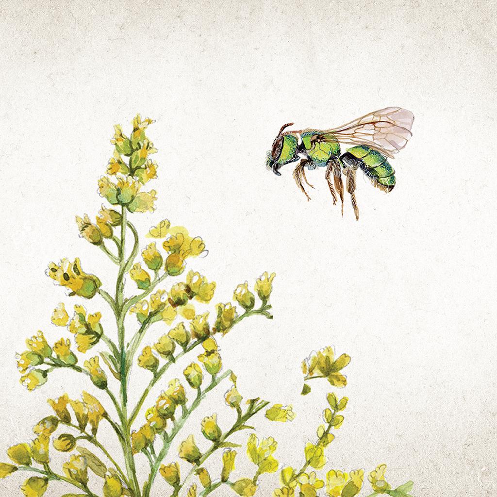 Illustration of a pure green sweat bee