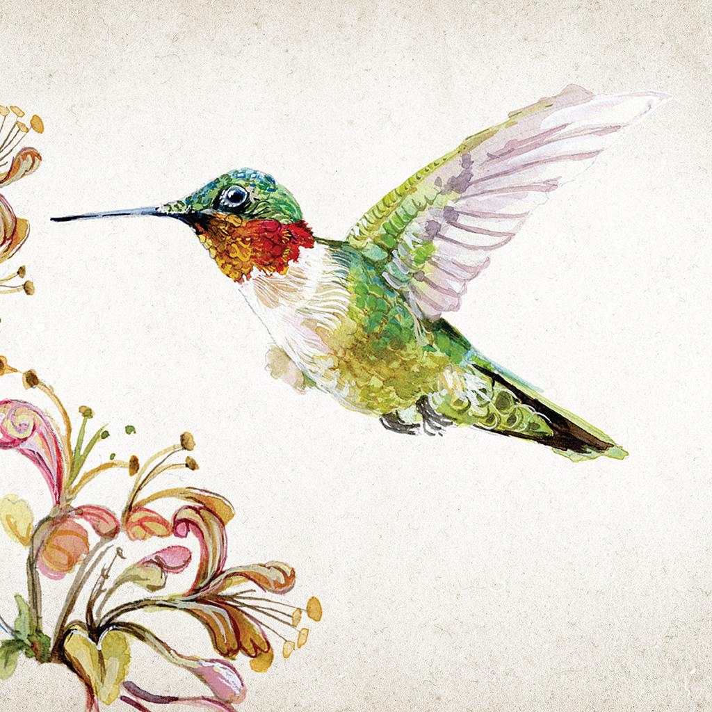 Illustration of a ruby-throated hummingbird