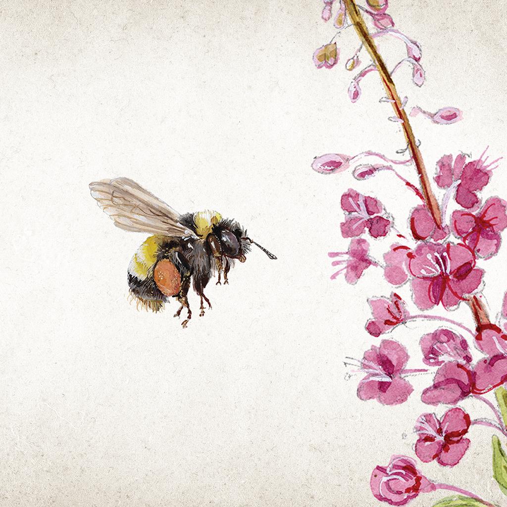 Illustration of a yellow-banded bumblebee