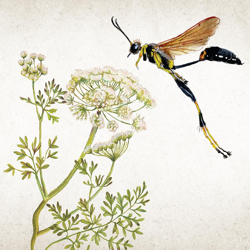 Illustration of a yellow-legged mud dauber