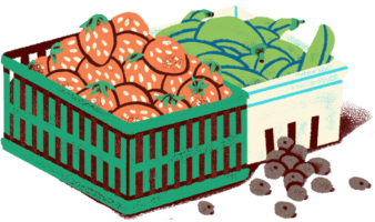 BOQ-2017-Icon-Fruit png