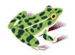 BOQ-2021-Icon-Leopard-Frog-Final